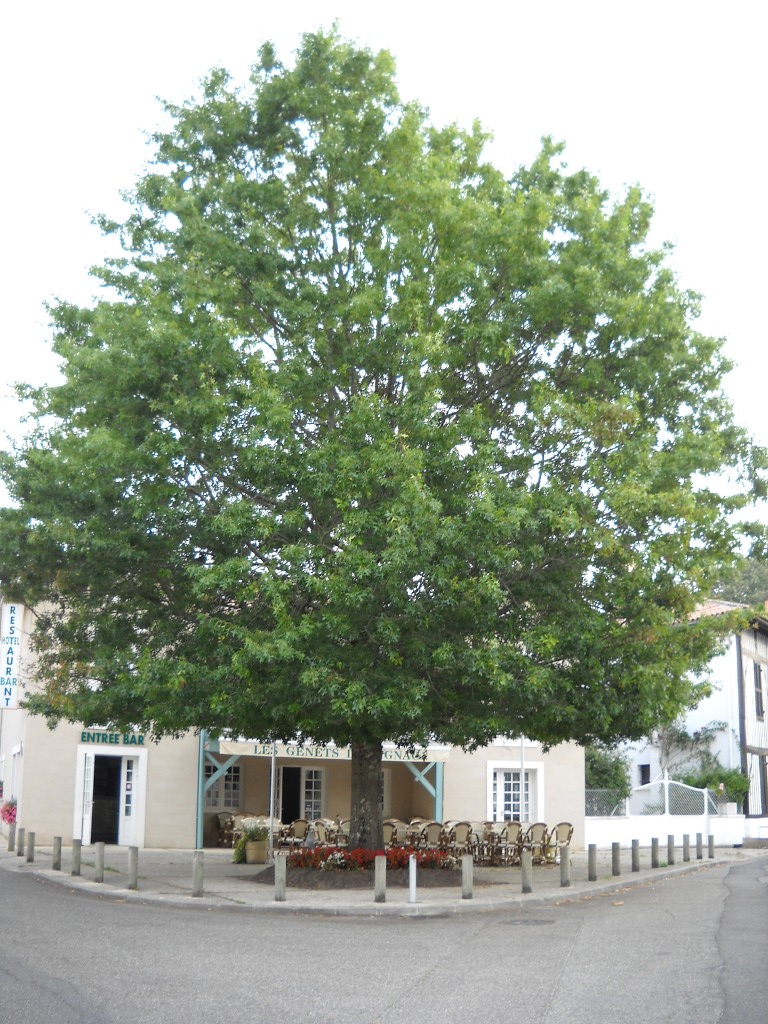 Vrijheidsboom in Lévignac